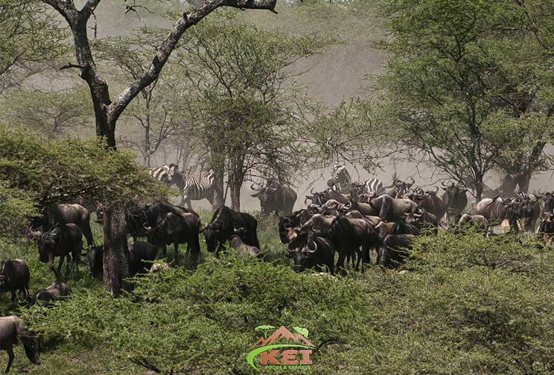 7 Days Safari, Ngorongoro, Manyara